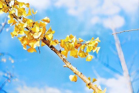 selective-focus-photography-of-yellow-leaves-1586697.jpg