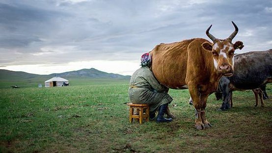 ca_1109nid_mongolia_dairy_online