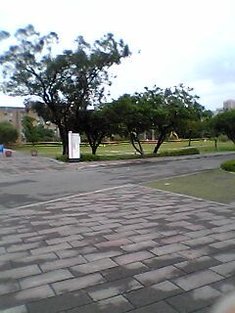 大草坪