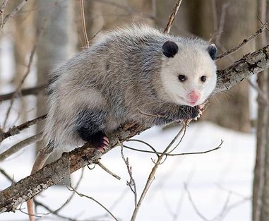 1200px-Opossum_2.jpg