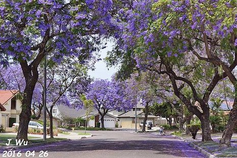 Jacaranda Tree 04272016 (12).JPG