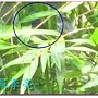 我是一隻小小鳥 018.jpg