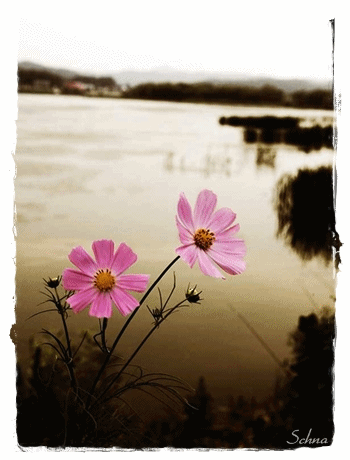 219.gif