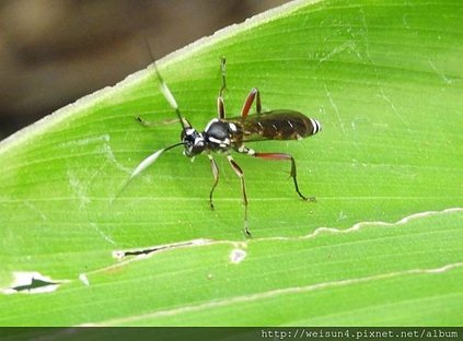 昆蟲綱_膜翅目_姬蜂科_黑巴達姬蜂-雄_苗縣-薑麻園_20180716.JPG