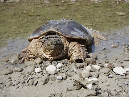 Snapping_turtle_Chelydra_serpentina.jpg