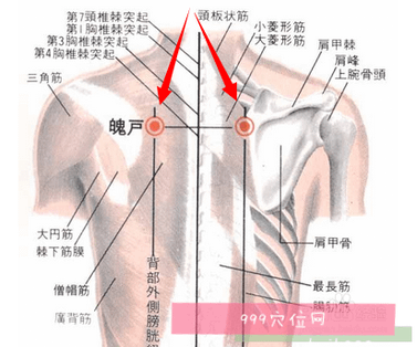 魄戶穴.png