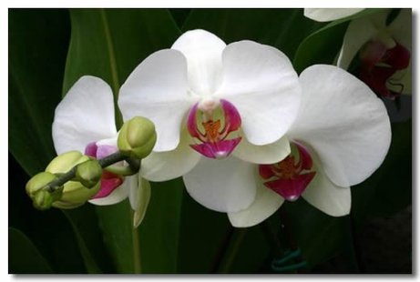 Phalaenopsis_amabilis_6[1]