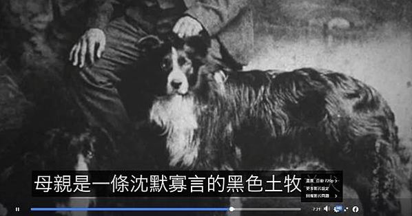 邊境牧羊犬-產自蘇格蘭和英格蘭交界處的牧羊犬，邊牧以牠是犬類