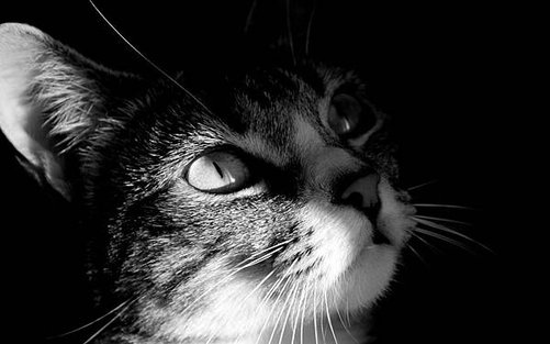 dark_cat_view-animal-wallpaper