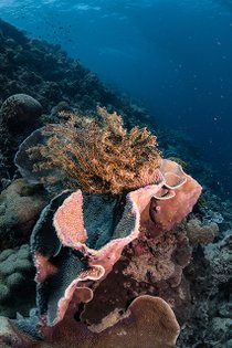 20190717_HOUSEREEF-22.jpg