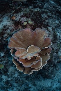 20190717_HOUSEREEF-36.jpg