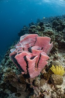 20190717_HOUSEREEF-56.jpg