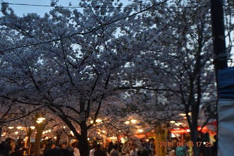 2016-04-06  京都清水寺夜櫻   199.JPG