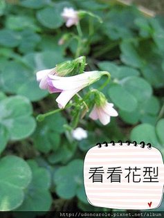 看看花型.jpg