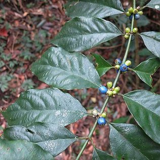 1020929獅仔頭山_雞屎樹藍果子.jpg
