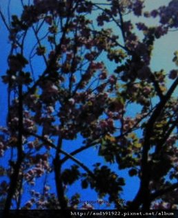 TOMA20110427.JPG