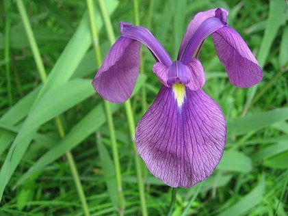 800px-ノハナショウブ_Iris_ensata_var._spontanea