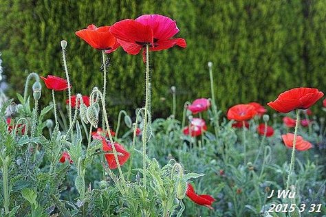 front yard poppy (15).JPG