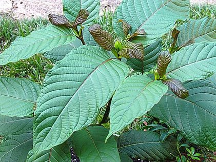 1024px-Kratom_tree.jpg