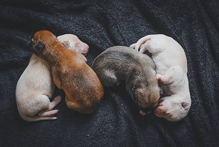 four-puppies-sleeping-3197956.jpg