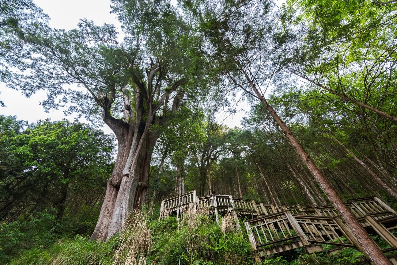 太平山翠峰湖棲蘭神木園區森呼吸二日遊| ILN02T0002 | 台灣觀巴Taiwan ...