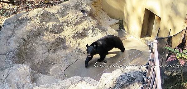 上野動物園 (17).jpg