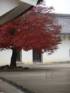 p145580803272.jpg