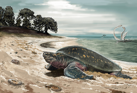 oldest sea turtle