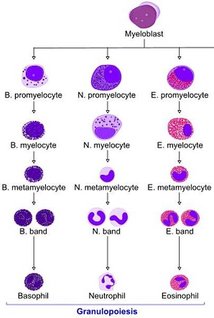 Granulopoiesis.jpg