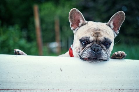 french-bulldog-1482614_960_720.jpg