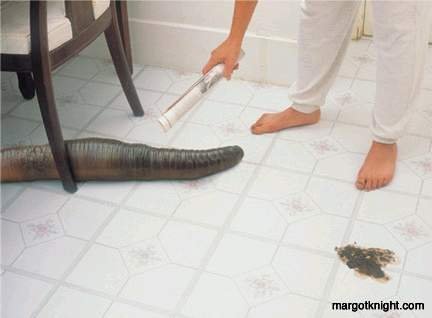  巴西蚯蚓 Brazilian earthworms  