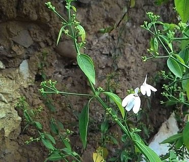 1040221大溪后尾巷_白鶴靈芝草.jpg