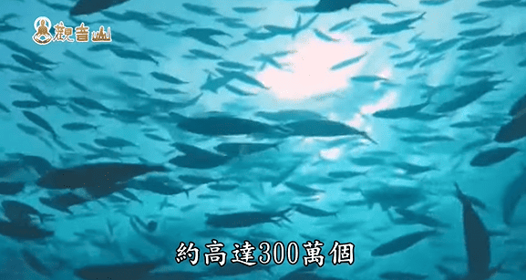 哪裡可以參與每月放生活動？觀音山最新2025放生活動訊息！