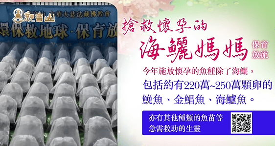 哪裡可以參與每月放生活動？觀音山最新2025放生活動訊息！