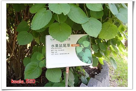 原生應用植物園34