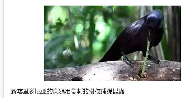 黑猩猩文化行為-越來越笨/地球上最聰明的15種動物昆蟲/黑猩