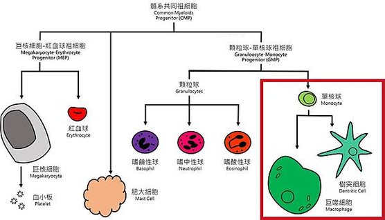 單核球家族.jpg