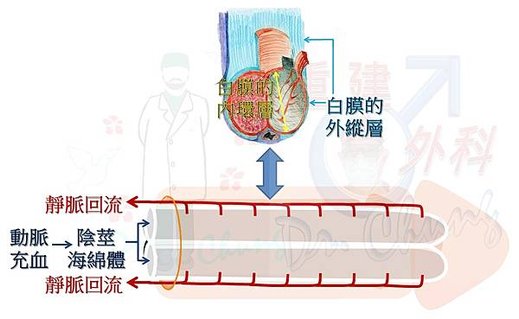 陰莖血流VS白膜.jpg