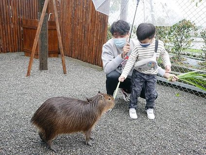 梁太的婚顧生活_宜蘭張阿美農場_小寶餵食水豚君.jpg