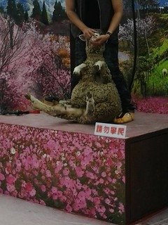 8440台中烏日花燈