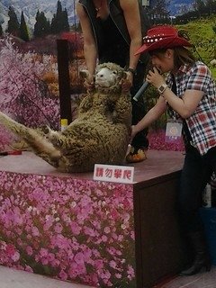 8439台中烏日花燈