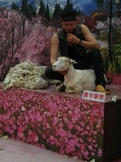 8429台中烏日花燈