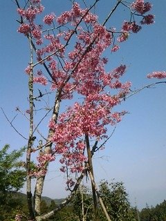 7132櫻花道上的櫻花