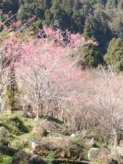 7141櫻花道上的櫻花
