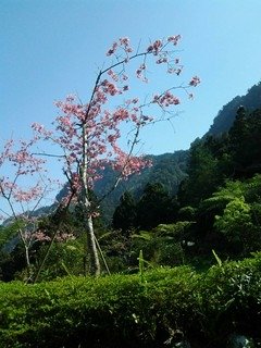 7134櫻花道上的櫻花