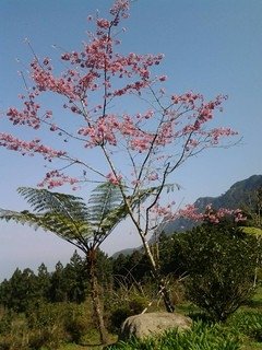 7131櫻花道上的櫻花