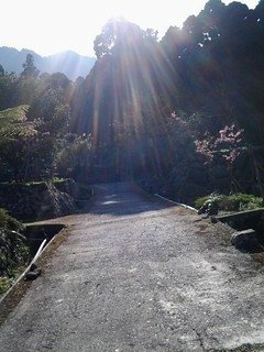 7137櫻花道上的櫻花