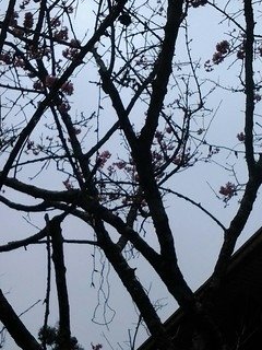 7148櫻花道上的櫻花