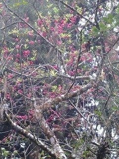 7147櫻花道上的櫻花