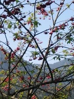 7142櫻花道上的櫻花